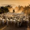 Foto di pastore nella nebbia all'alba con pecore, Toscana